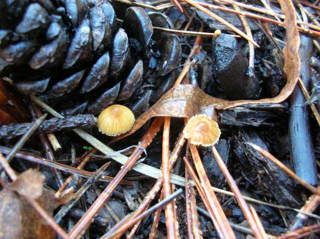 Galerina spec. Cod.: DSCN 2611